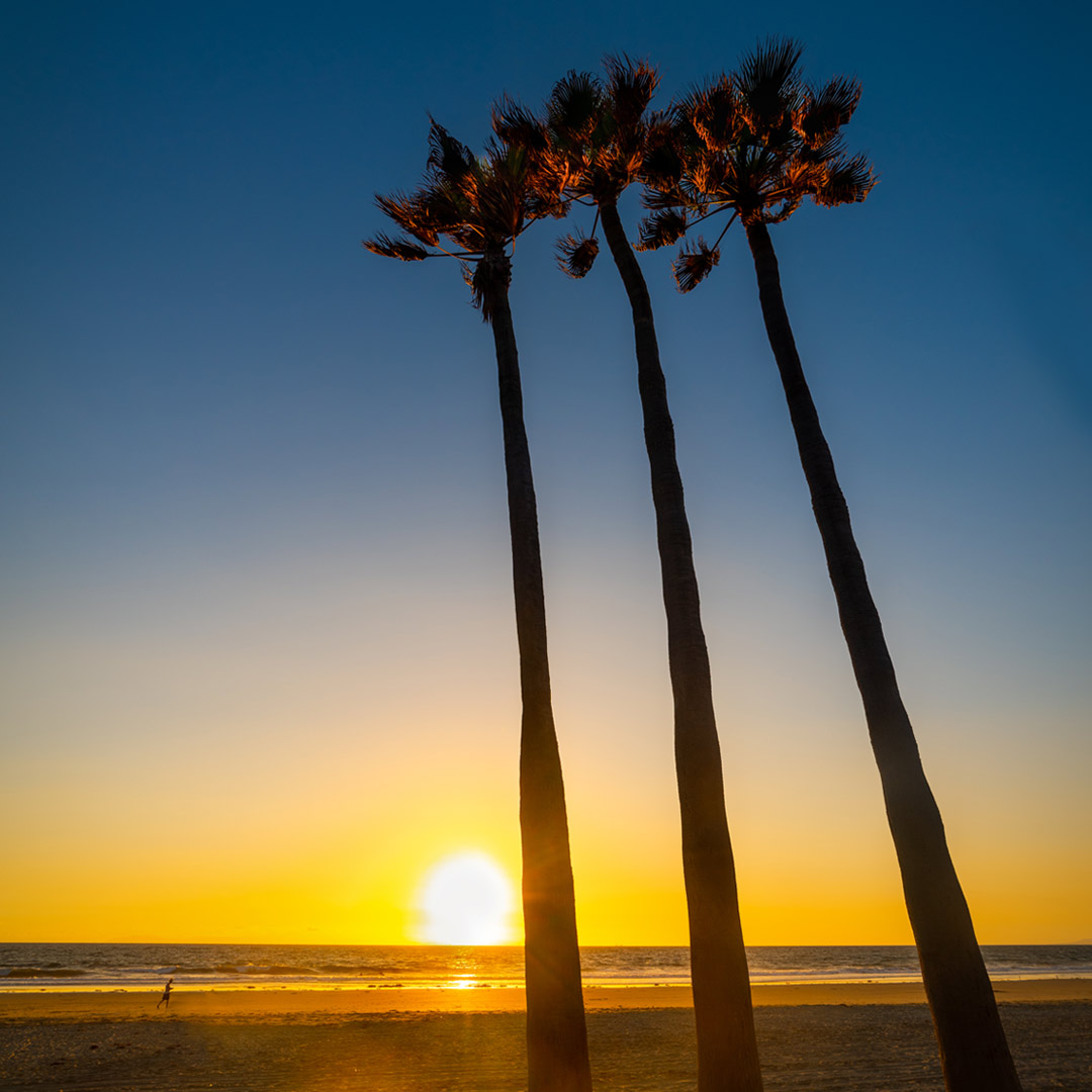 silhouette of palms at sunset on California beach
