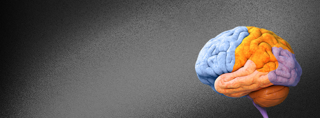 brain-1080×400 colorful illustration of the human brain