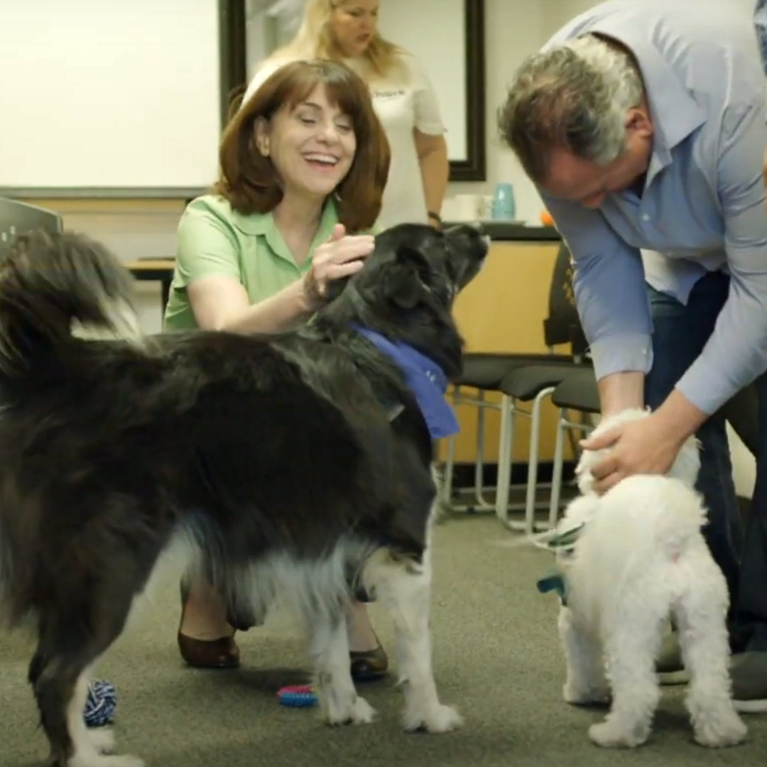 Memory Mornings participants petting therapy dogs