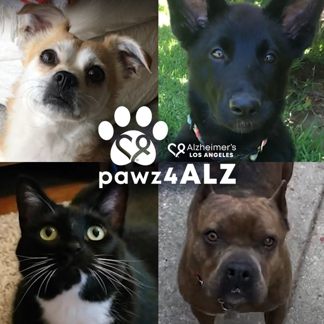 dogs and cat photos from pawz4ALZ video